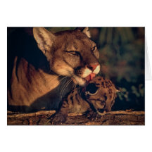 Floride Panther Lick Cub
