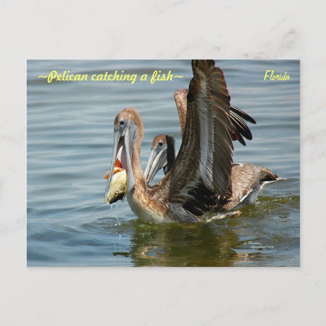 Floride Pelican attraper un poisson Carte postale (Devant)