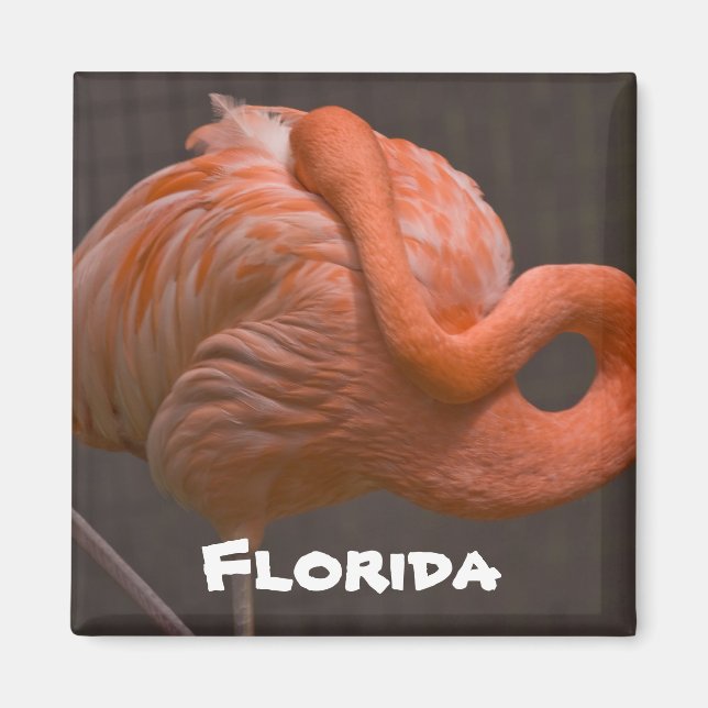 Floride Shy Flamant rose Magnet (Devant)