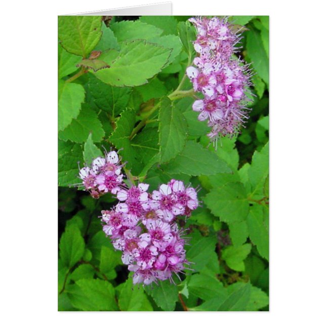 flower (Devant)