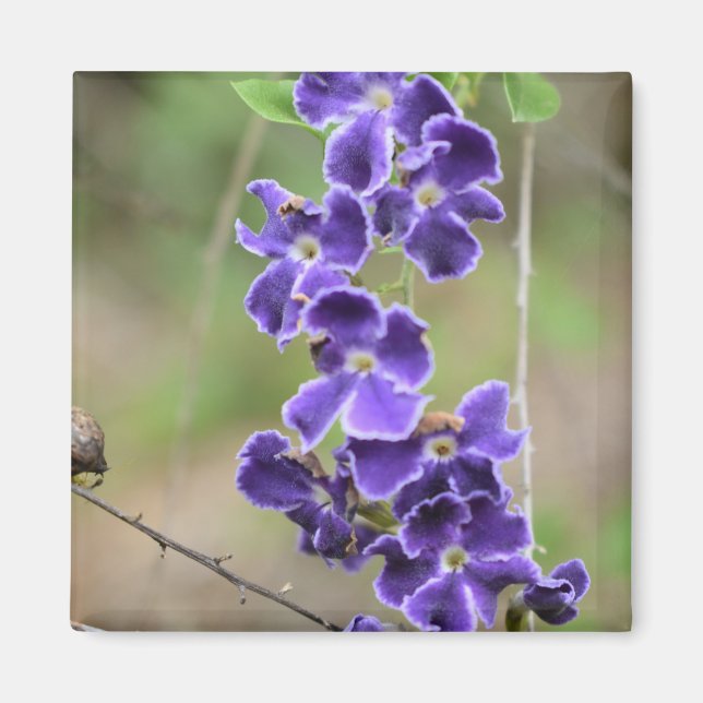 Flower Magnet violet geisha fille (Devant)