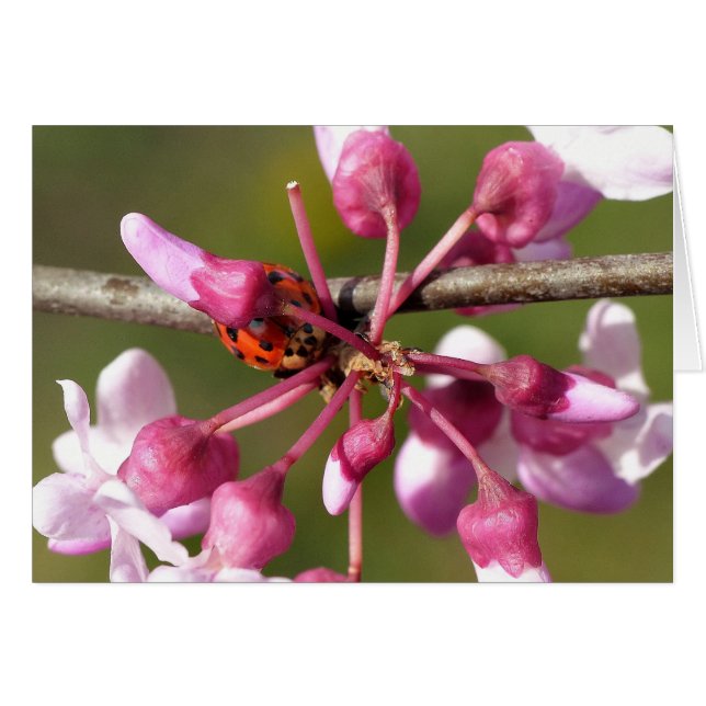 Flower Redbud avec Ladybug (Devant horizontal)