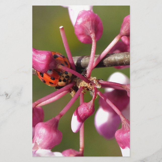 Flower Redbud avec Ladybug (Devant)