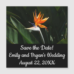 Flower tropical orange paradise