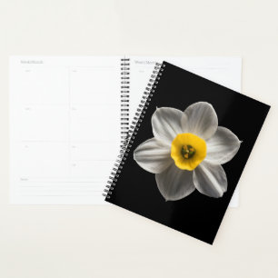 Flowers (homonymie) Flower blanc