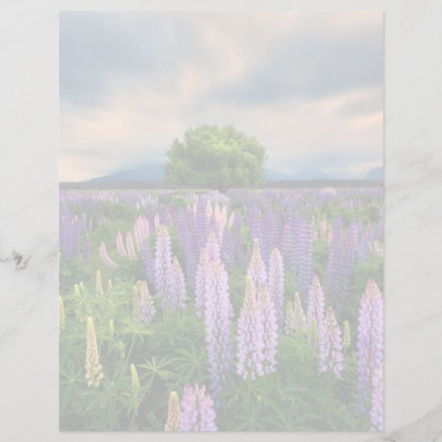 Flowers (homonymie) | Lupine Field à New Zealand (Devant)