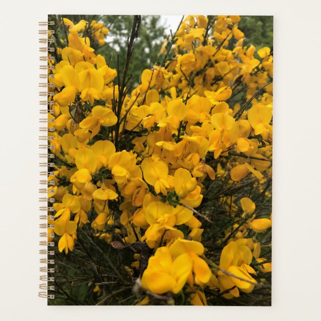 Flowers on the Trail, Oregon (Devant)