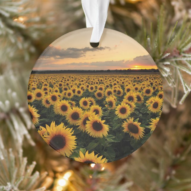 Flowers | Sunflower Field (Arbre)