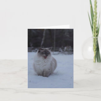 Fluffy Ragdoll Chat dans la carte de voeux de neig