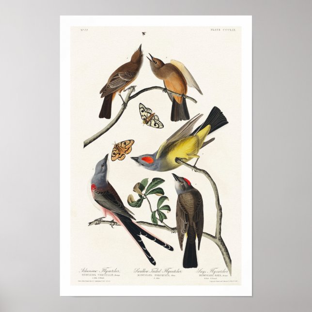 Flycatcher par Audubon Poster (Devant)