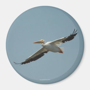 Flying Pelican Magnet 4
