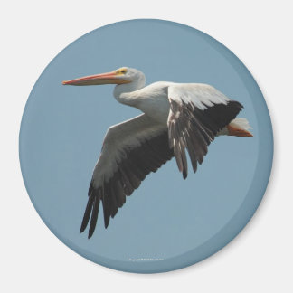 Flying Pelican Magnet 5