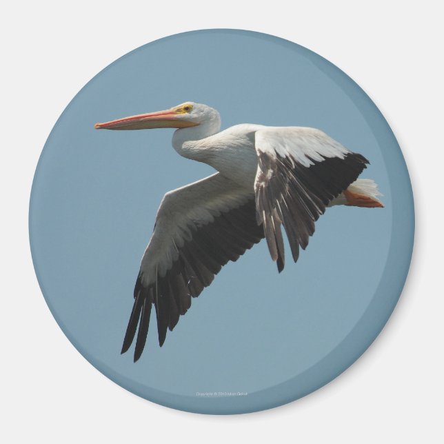 Flying Pelican Magnet 5 (Devant)