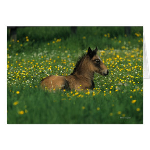 Foal allongé dans les fleurs
