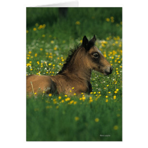 Foal allongé dans les fleurs