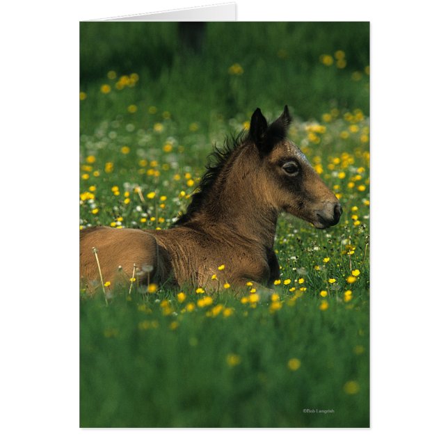 Foal allongé dans les fleurs (Devant)