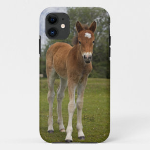 Foal iPhone 5 Coque