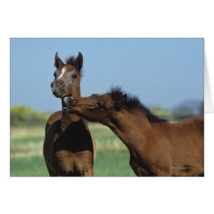 Foals Jouer 2