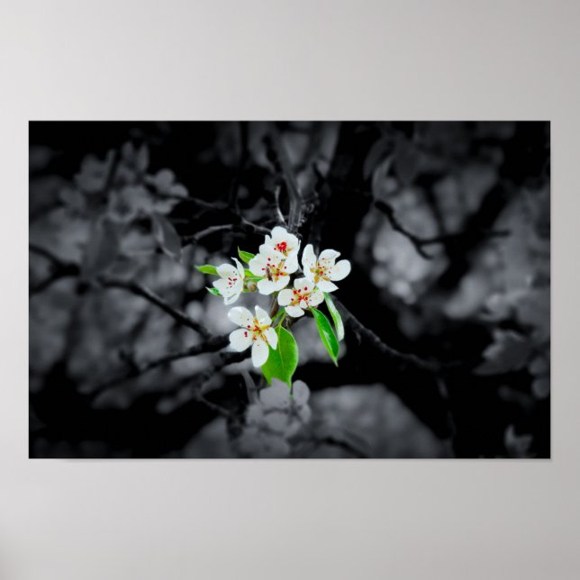 "Focus" Poster en fleurs noir et blanc (Devant)