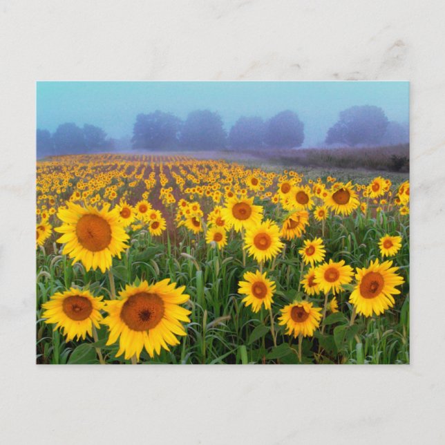 Fog de levage, carte postale (Devant)