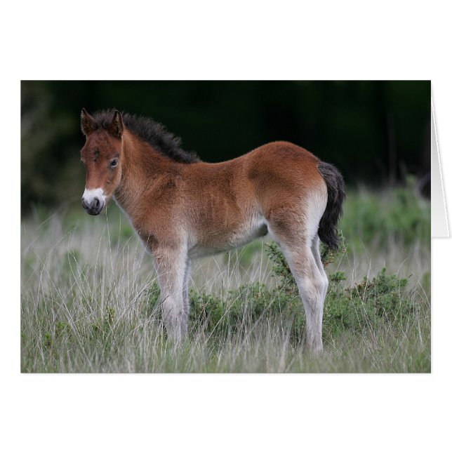 Foie debout (Devant horizontal)