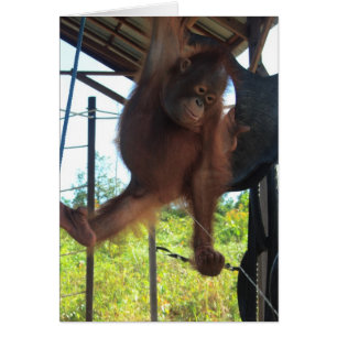 Folle coupure de primat vilain