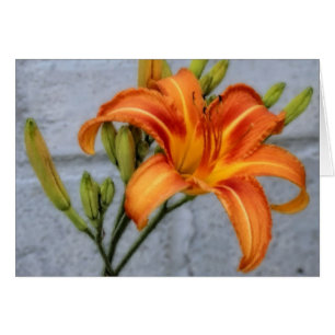Fondation Lily