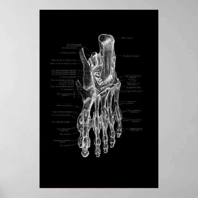 Foot Anatomy Medical Poster 24x36" (Devant)