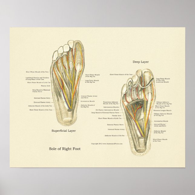 Foot Internal Anatomy Poster (Devant)
