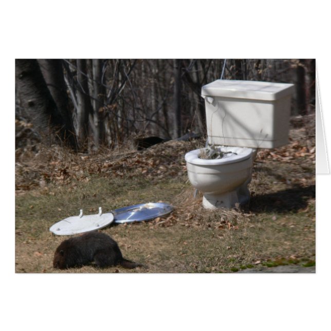 Forager Groundhog (Devant horizontal)