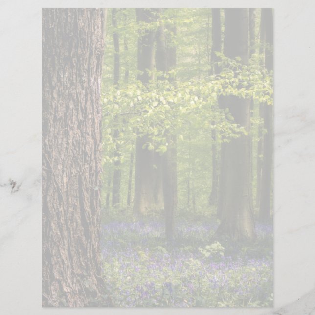 Forest | Bluebells en Belgique (Devant)