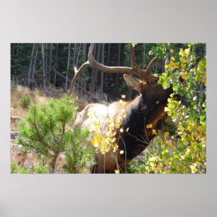 Forest Bull Elk Photo Nature Wall Poster Mancave