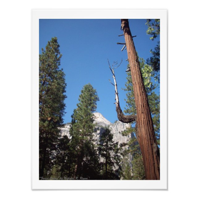 "Forest Cactus" Yosemite Valley Photo Imprimer! (Devant)