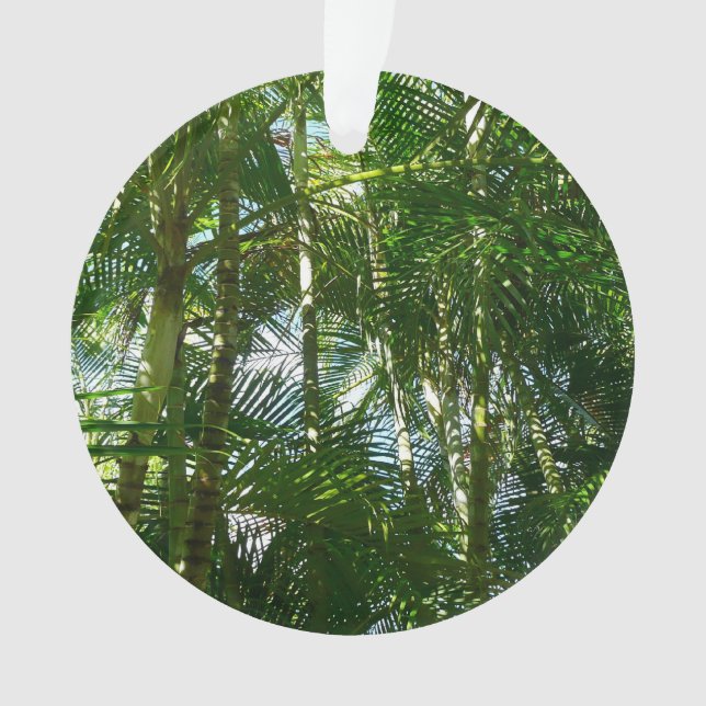 Forest of Palm Trees Tropical Nature (devant)