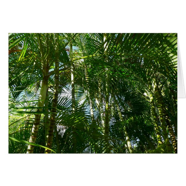 Forest of Palm Trees Tropical Nature (Devant horizontal)
