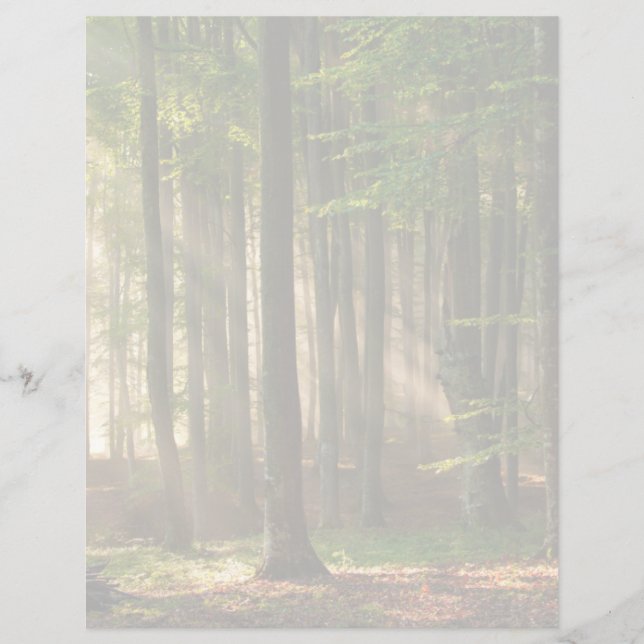 Forests | Autumn Forest (Devant)
