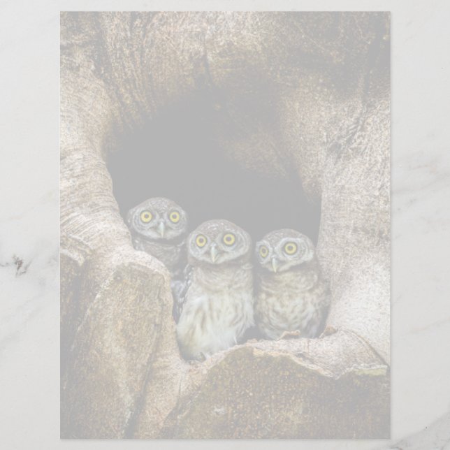 Forests | Three Owls Looking (Devant)