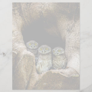 Forests Three Owls Looking