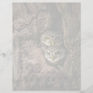 Forests Two Owls Looking
