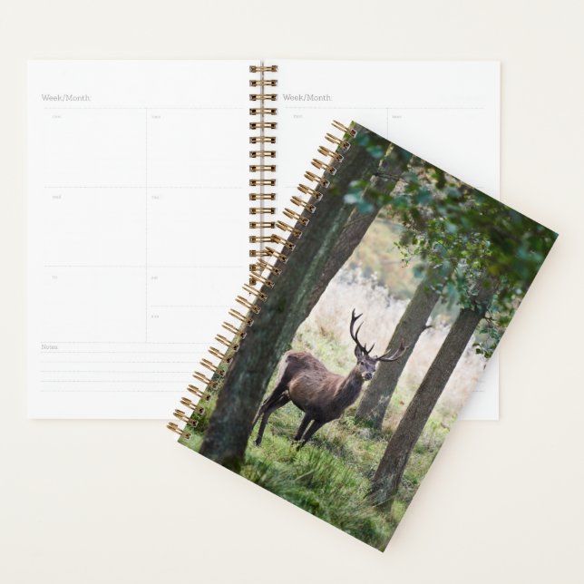 Forests | Woodlands & Red Deer (Devant avec enveloppe)
