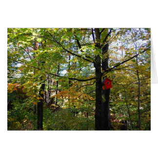 Forêt automnale du Nord de l'Ontario