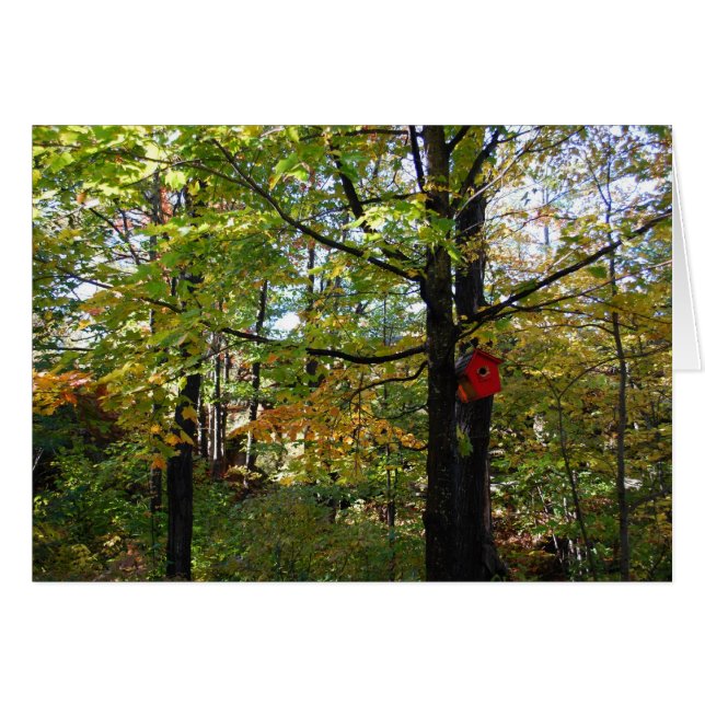 Forêt automnale du Nord de l'Ontario (Devant Horizontal)