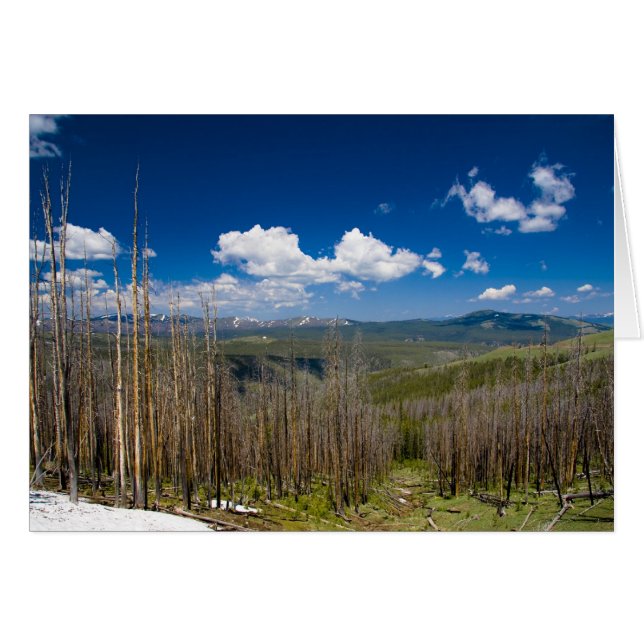 Forêt brûlée de Yellowstone (Devant horizontal)