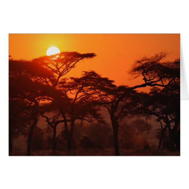 Forêt d'acacia en silhouette au coucher du soleil, (Devant horizontal)