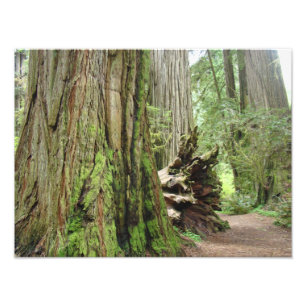 Forêt d'arbres de séquoia de photographie de