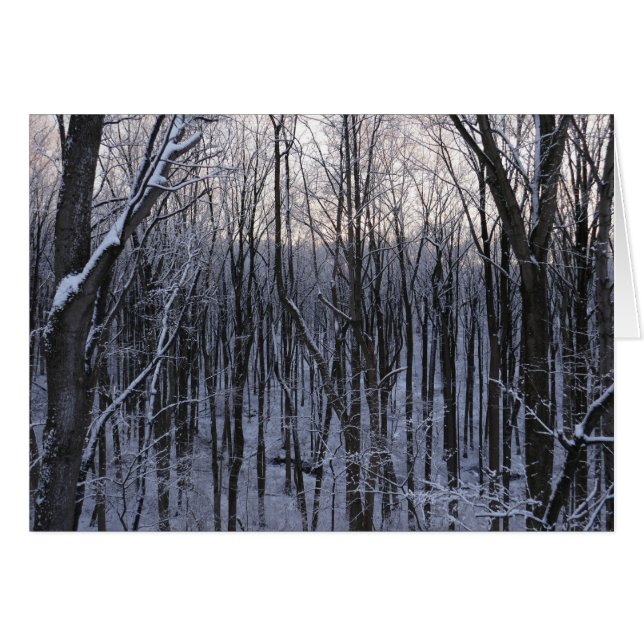 Forêt d'arbres neigeux (Devant horizontal)