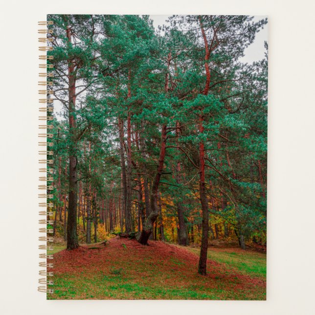 Forêt d'automne (Devant)