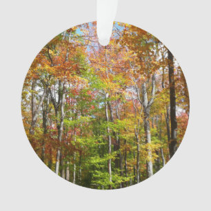 Forêt d'automne II Photographie de paysage automna