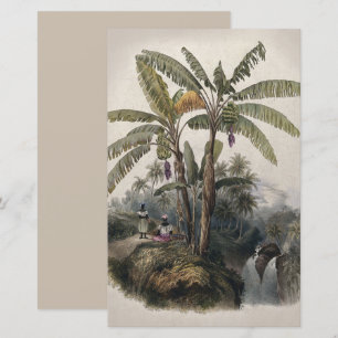 Forêt de bananiers tropicaux antiques   Bota vinta