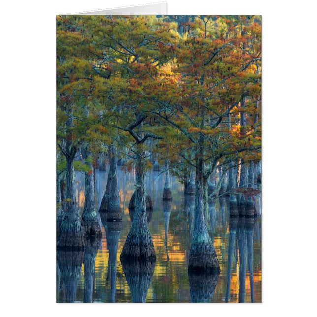 Forêt de cyprès de bassin (Devant)